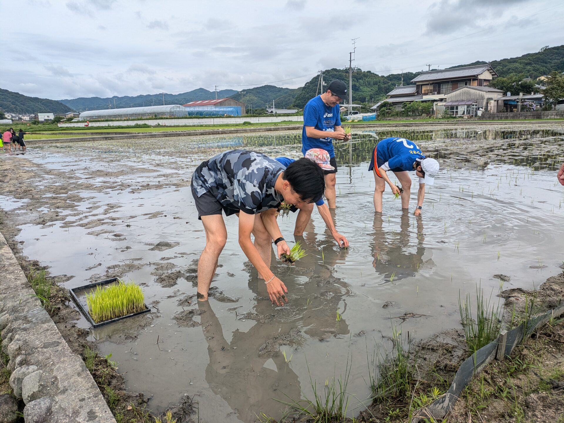 FC今治田んぼで田植えをしてくださる方を募集!
