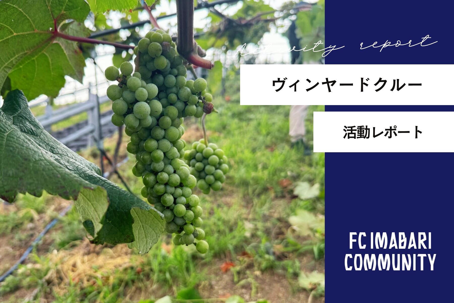 「ヴィンヤードクルー活動」レポート!第18回目の活動を実施しました!
