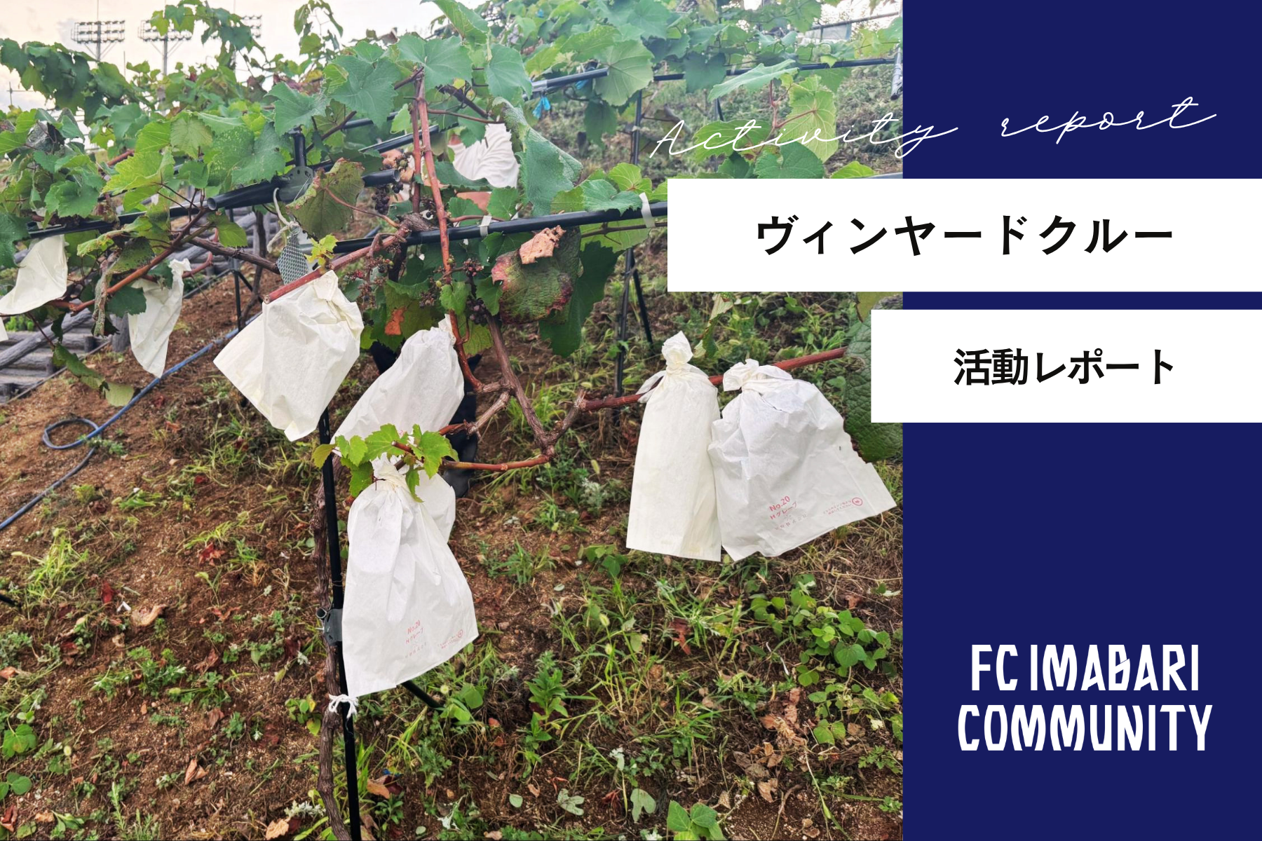 「ヴィンヤードクルー活動」レポート！第19回目の活動を実施しました！