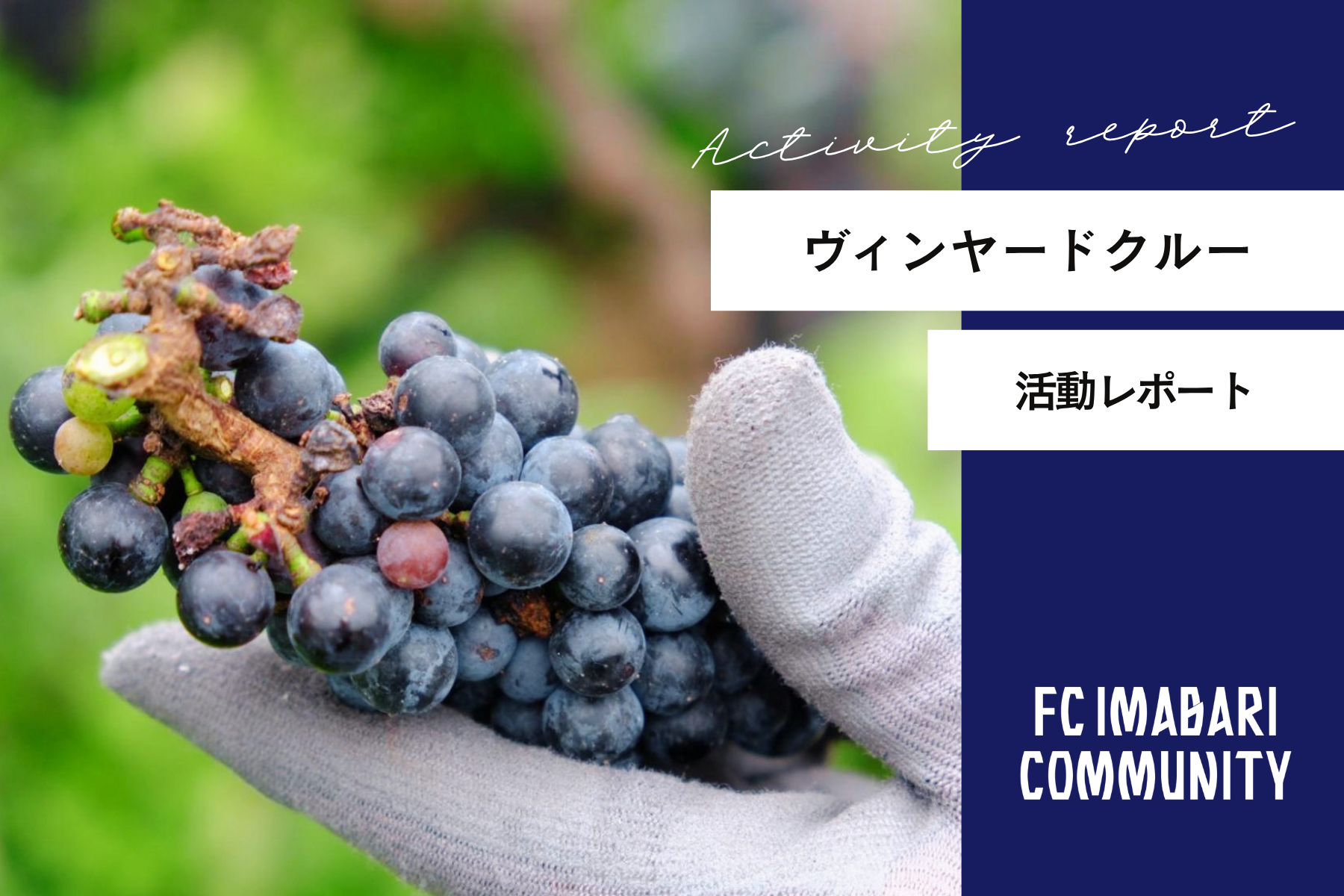 「ヴィンヤードクルー活動」レポート!第20回目の活動を実施しました!