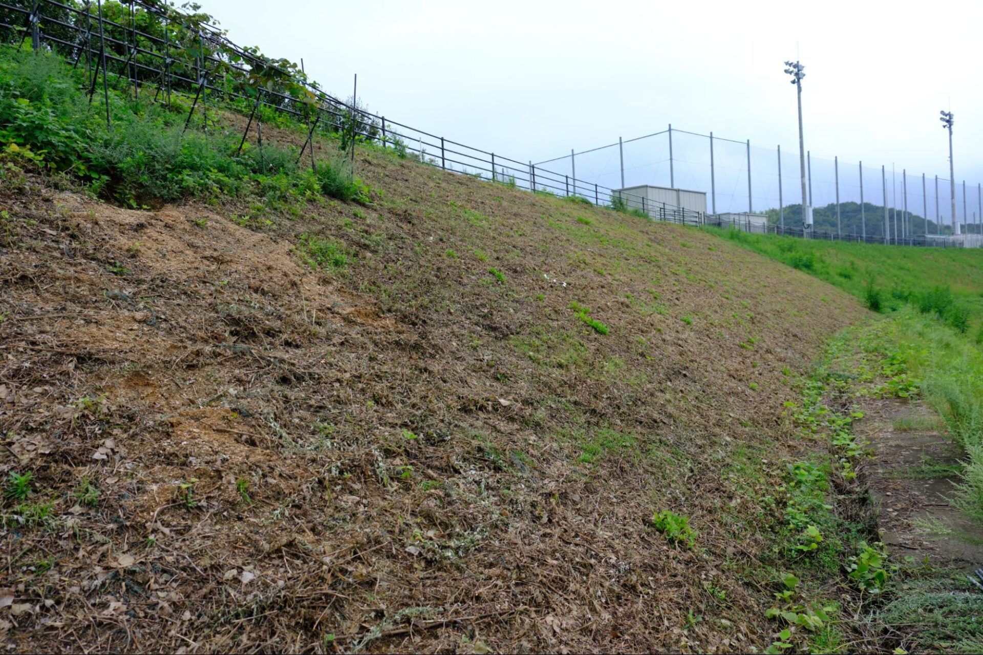 里山ヴィンヤードの拡張計画に参加いただける方を募集します!~みんなで植え、みんなで育て、みんなで創る。里山のヴィンヤード~