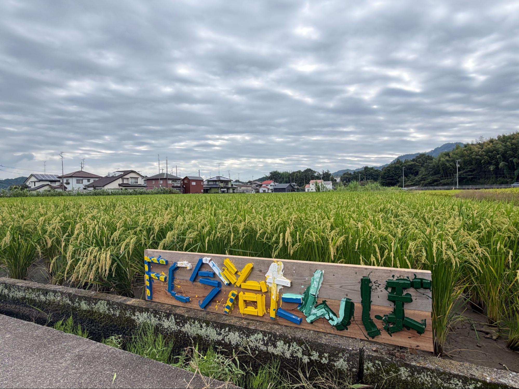 FC今治田んぼ 10月24日(土) 「稲刈り&はざ掛け」イベント開催のお知らせ
